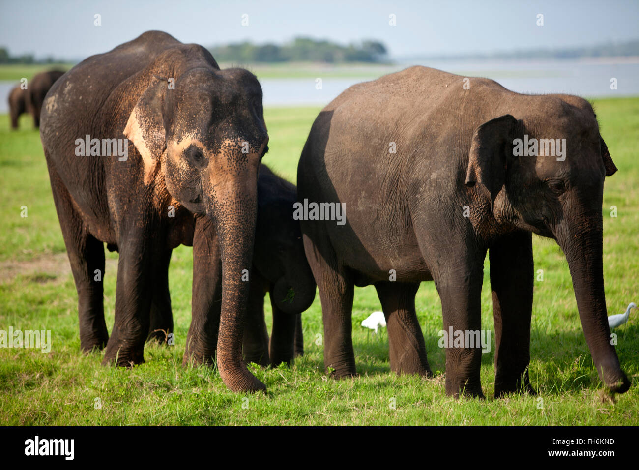 Elefanten bei der Versammlung, Minneriya Nationalpark, Sri Lanka Stockfoto