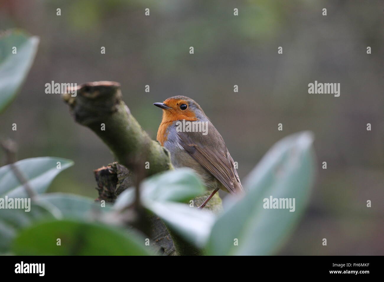 ROBIN, Erithacus Rubecula, Garten bird.common.wild.sitting in der Lorbeer-Hecke nach links Stockfoto