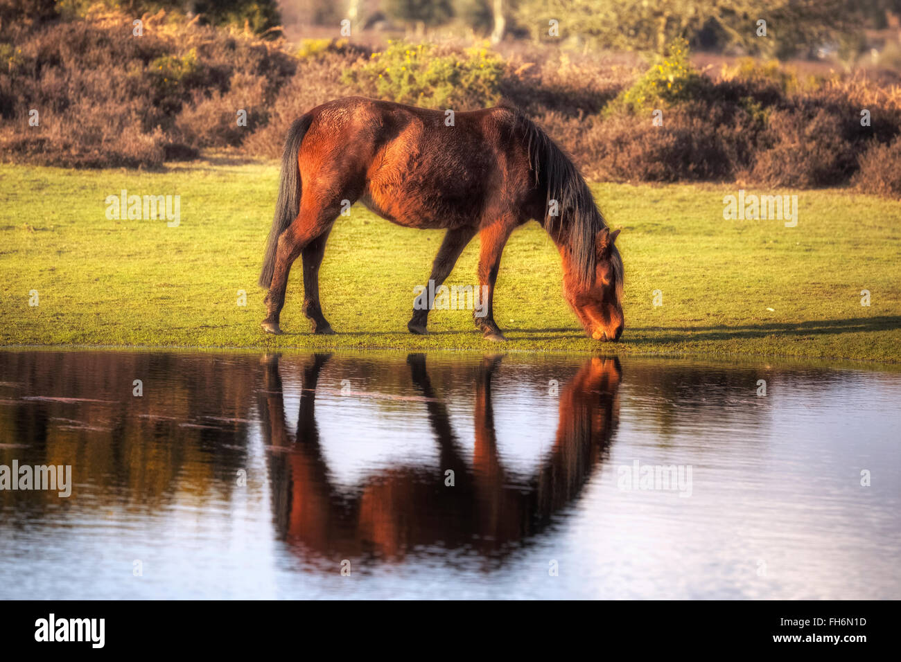 ein wildes New Forest Pony, trinken aus einem Teich in der Nähe von Lyndhurst, Hampshire, England, UK Stockfoto