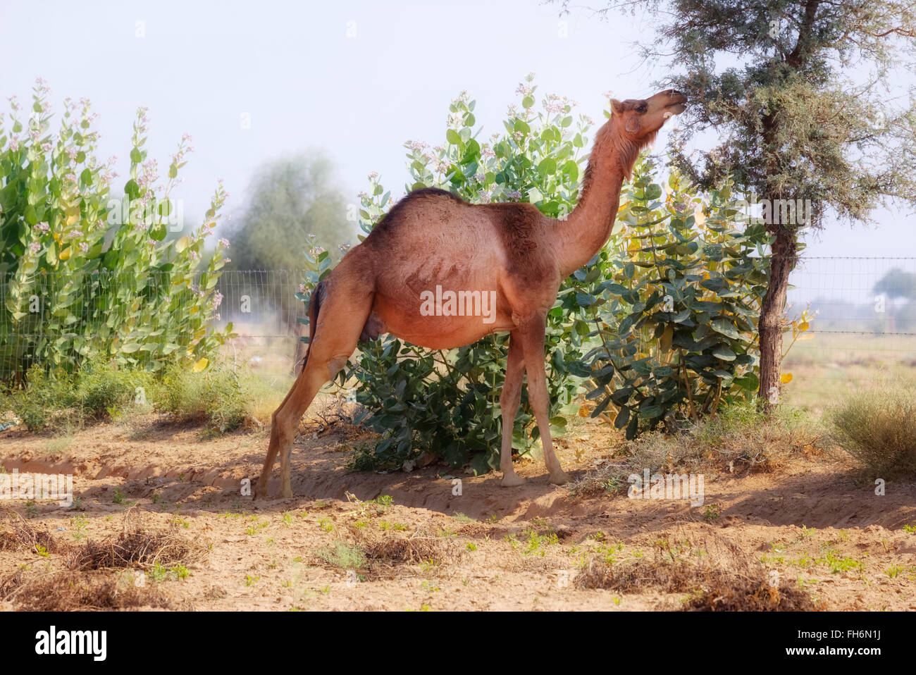 Kamel in der Nähe von Jaisalmer, Rajasthan, Indien, Asien Stockfoto