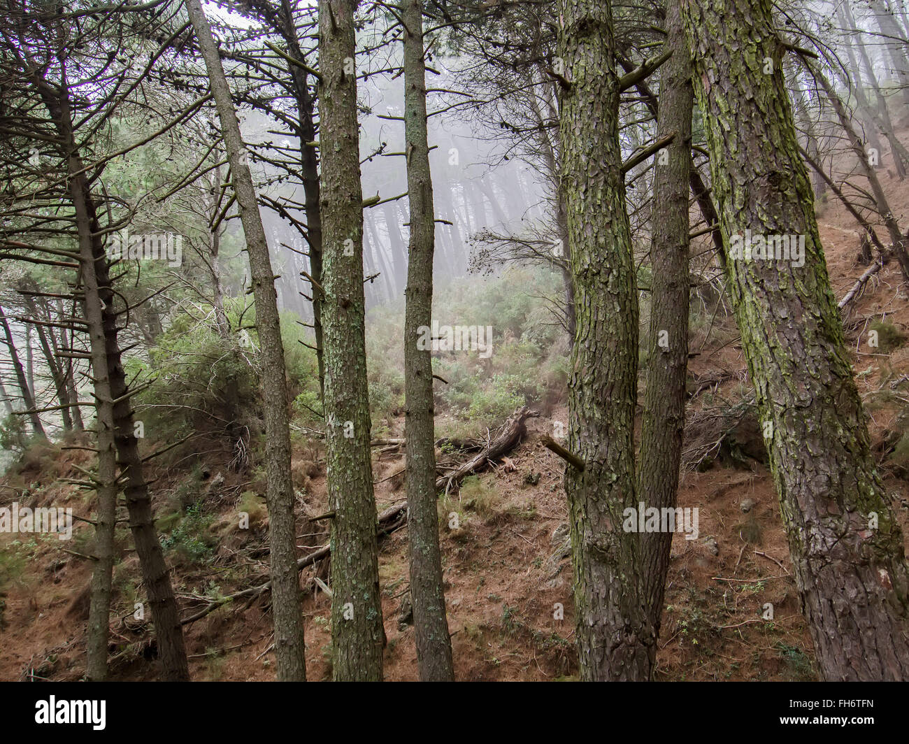 Foggy Day, Sierra de Mijas Wald, Malaga Provinz Costa del Sol Andalusien Südspanien Stockfoto