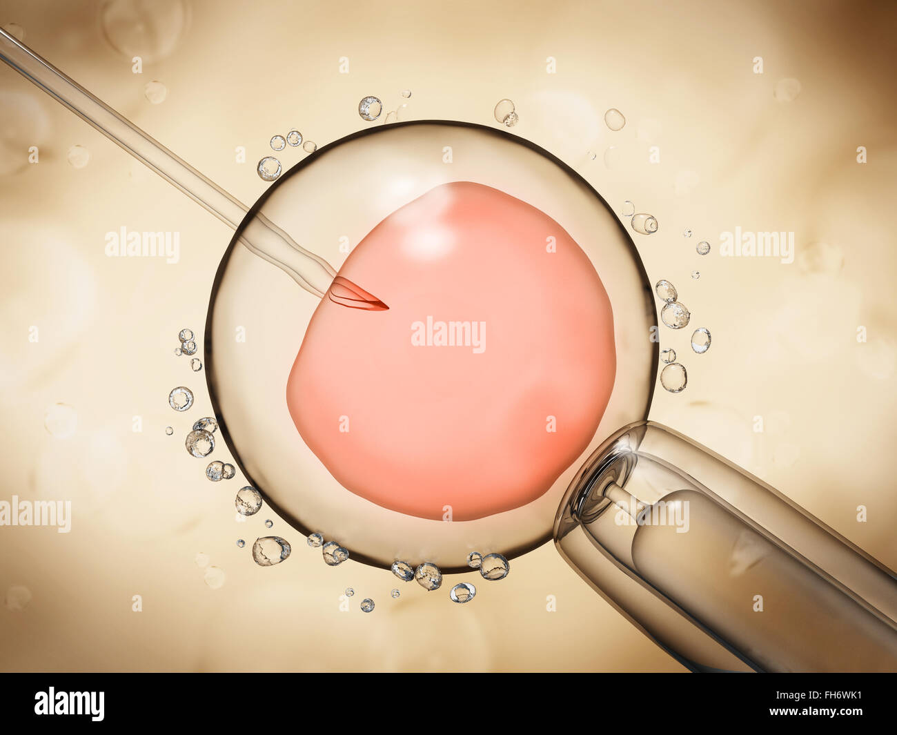 Künstliche Befruchtung-Darstellung, die das Ovulum auf gelbem Hintergrund Stockfoto