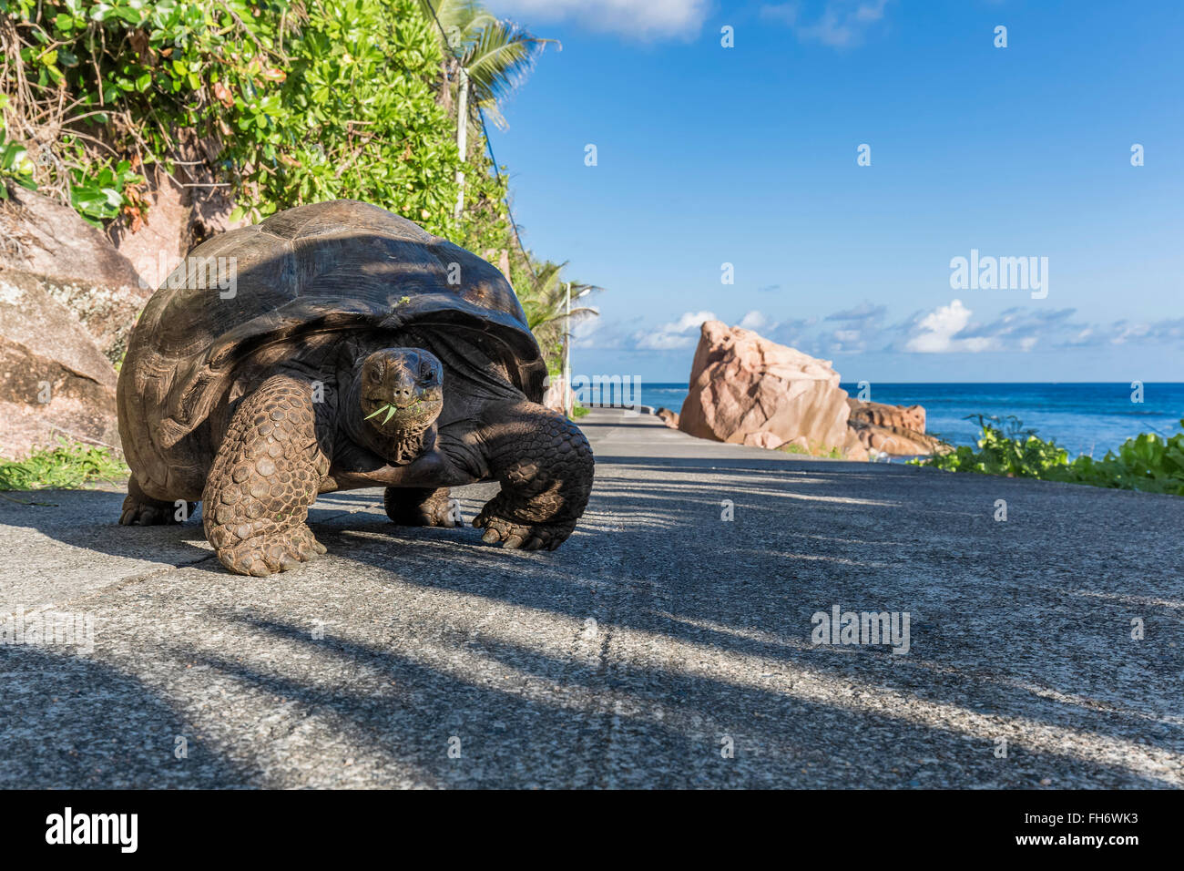Seychellen, La Digue, Aldabra Riesenschildkröte, Aldabrachelys gigantea Stockfoto