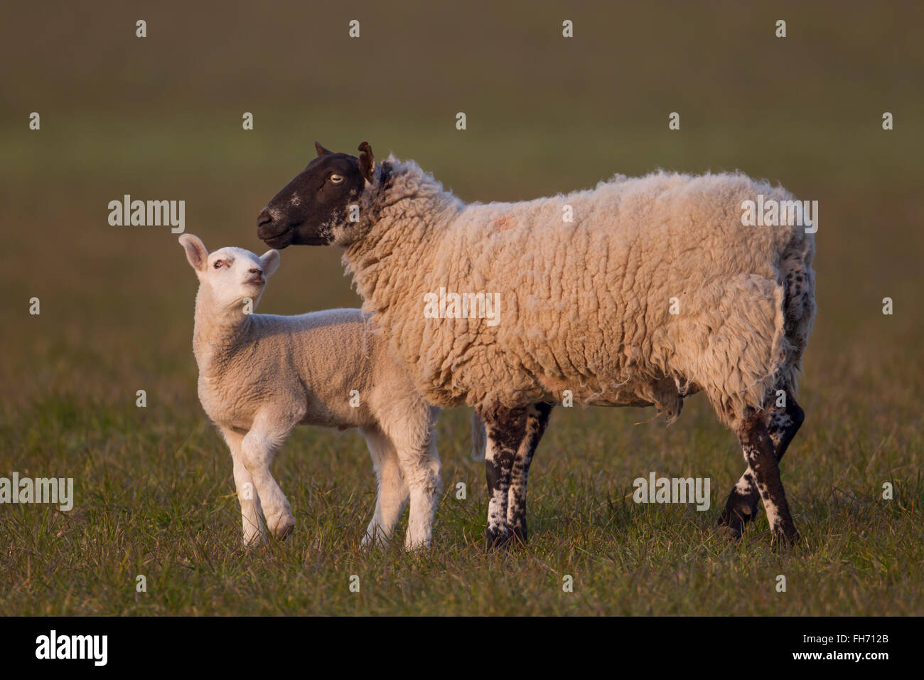 Schafe (Ovis Aries), Lamm und Schaf auf der Weide, Suffolk, Großbritannien Stockfoto