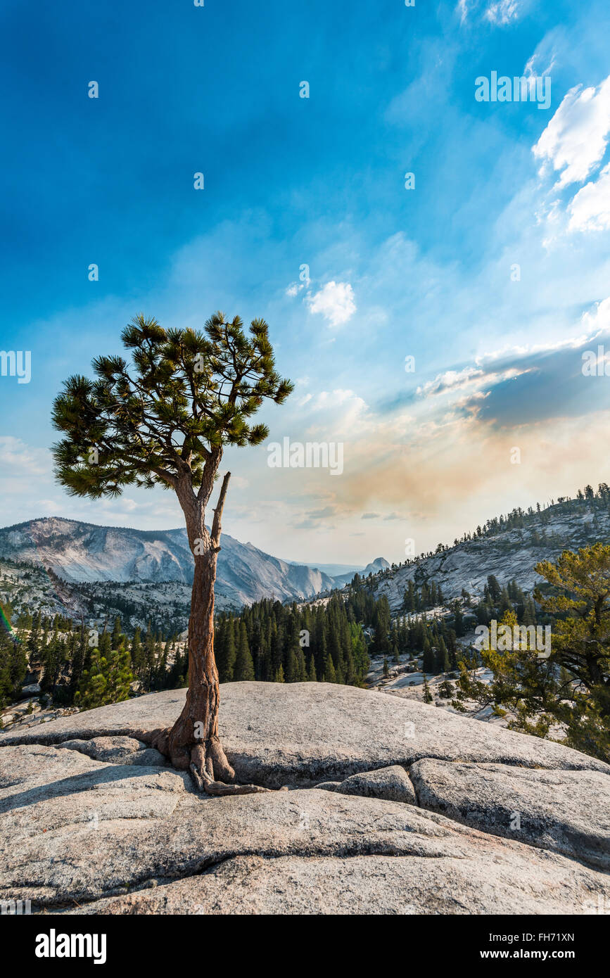 Baum, Kiefer auf einem Felsplateau in Olmsted Point, Yosemite-Nationalpark, Kalifornien, USA Stockfoto