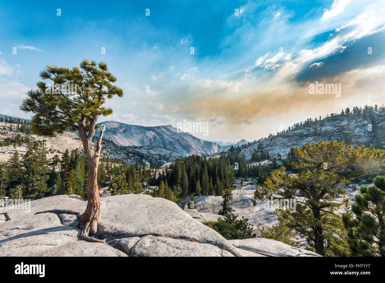 Baum, Kiefer auf einem Felsplateau in Olmsted Point, Yosemite-Nationalpark, Kalifornien, USA Stockfoto