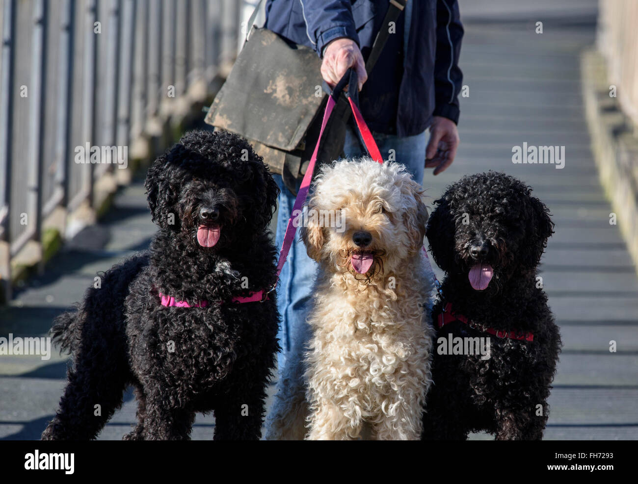 Mann zu Fuß drei Labradoodle Hunde an der Leine Stockfoto