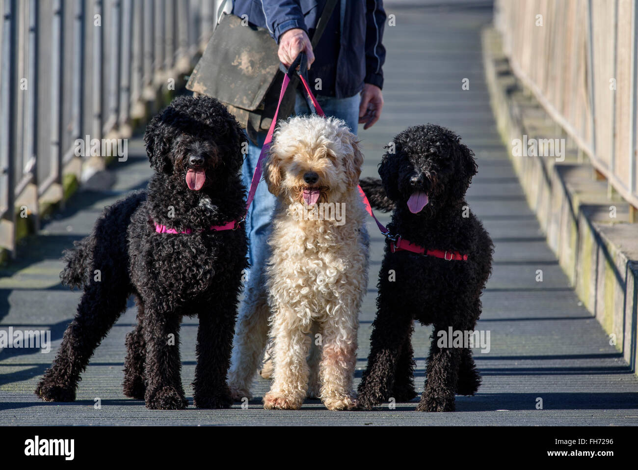 Mann zu Fuß drei Labradoodle Hunde an der Leine Stockfoto