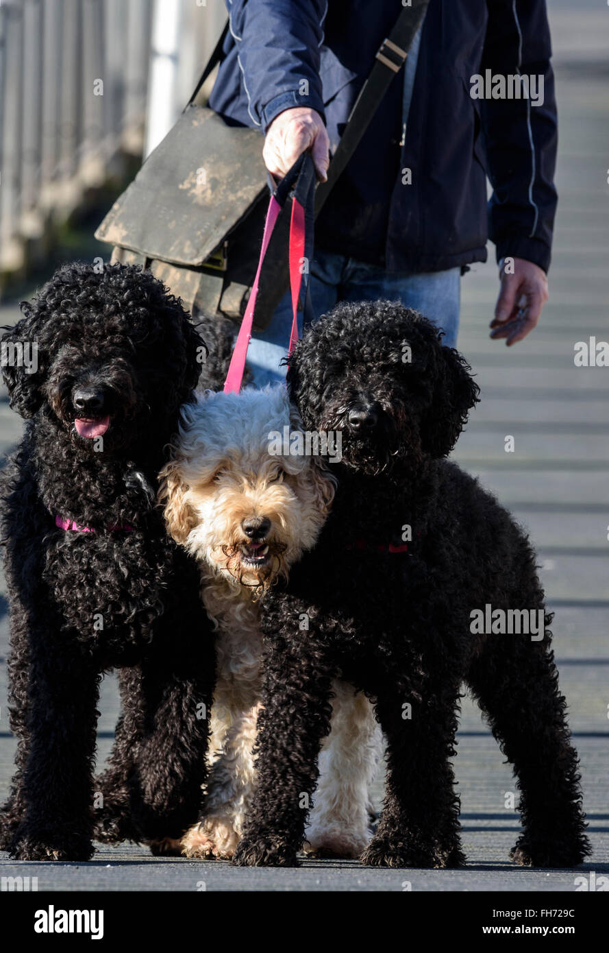 Man Walking drei Labradoodle Hunde an der Leine (zu Fuß in Richtung Kamera) Stockfoto