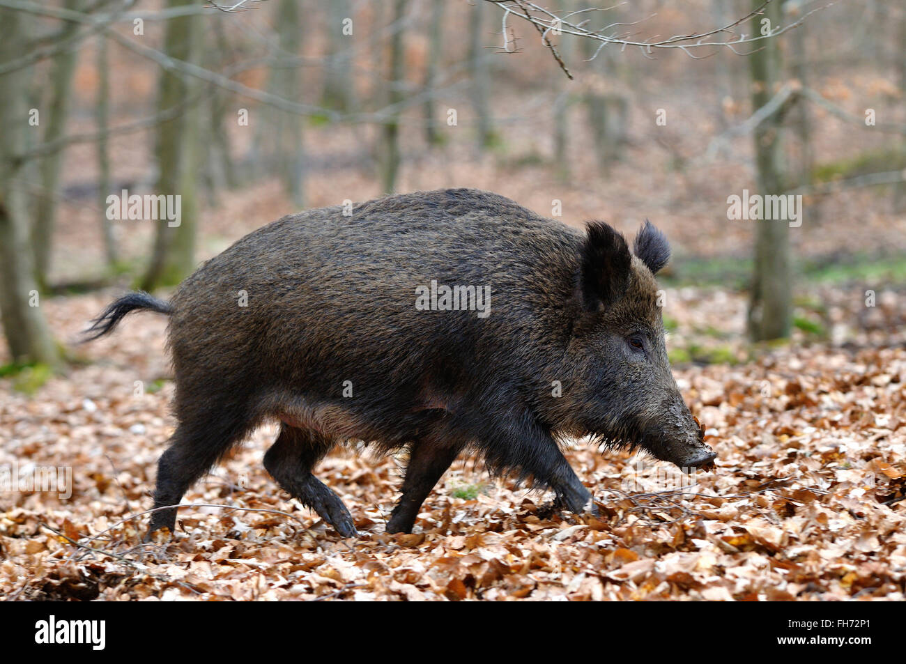 Weibliches wildschwein -Fotos und -Bildmaterial in hoher Auflösung – Alamy