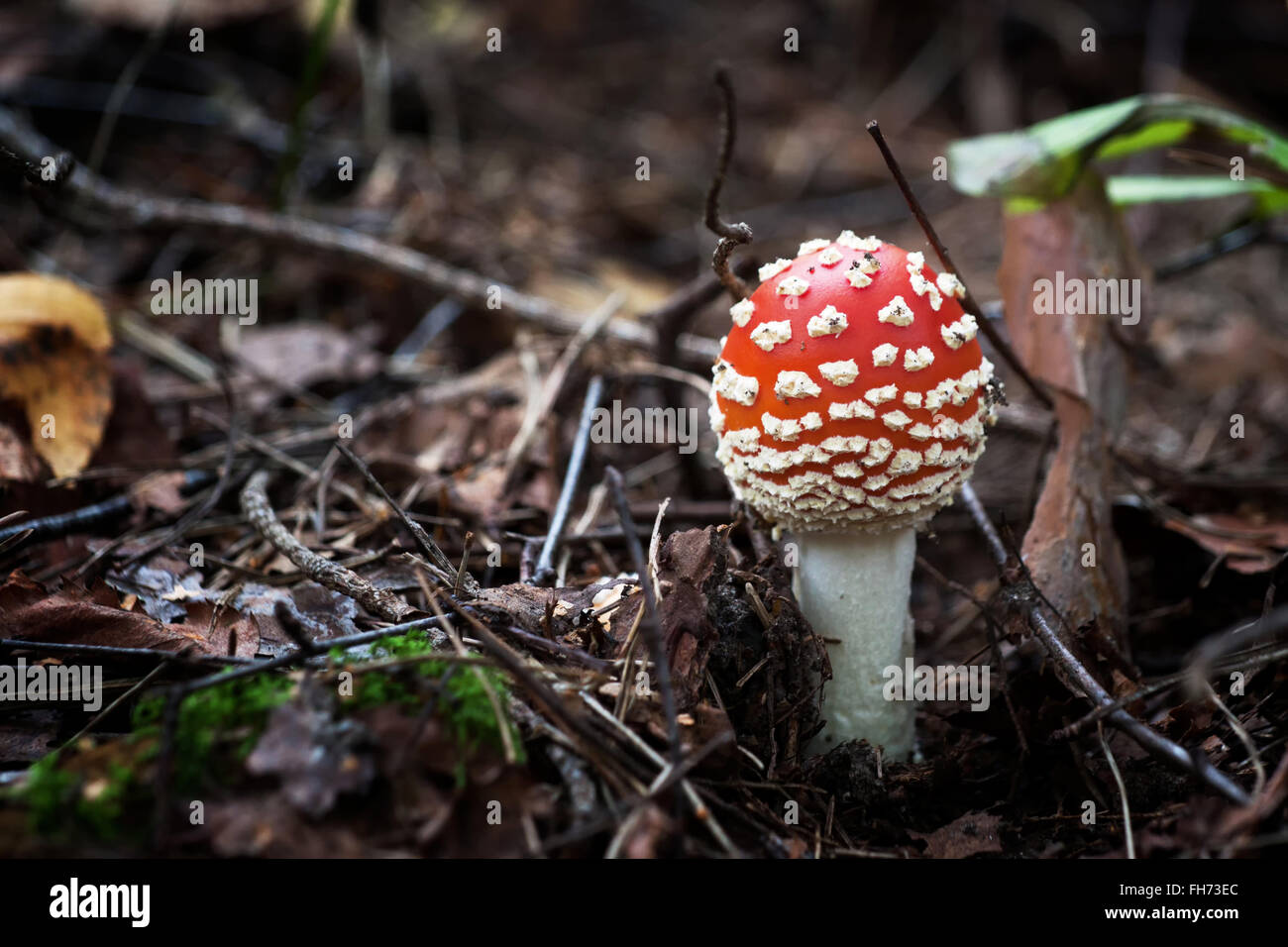 Ein Fly Amanita-Pilz in seinen natürlichen Platz des Wachstums. Stockfoto