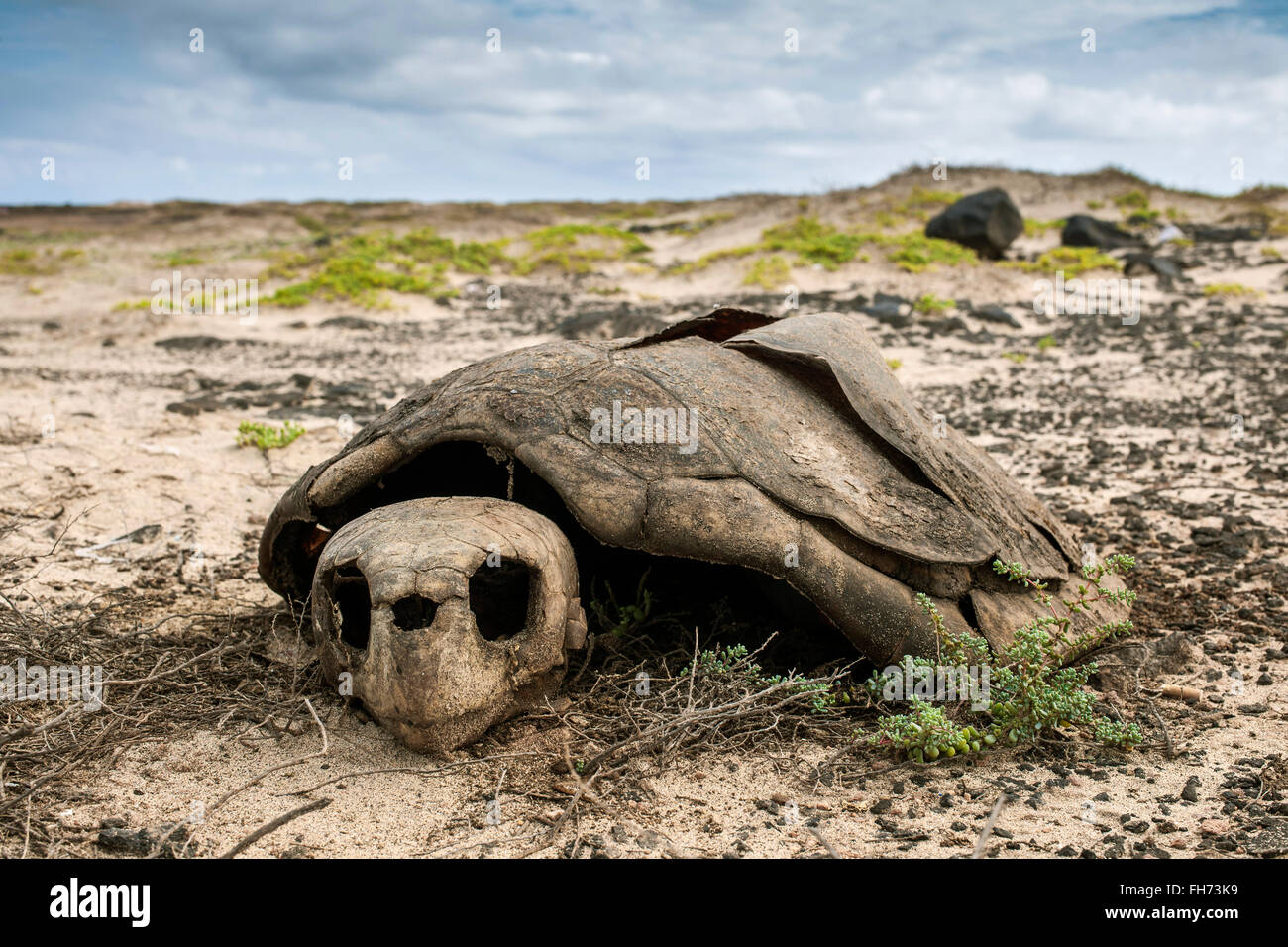 Skelett von einem Unechten Karettschildkröte (Caretta Caretta), Wilderei, Insel Sal, Kapverdische Inseln, Kap Verde Stockfoto