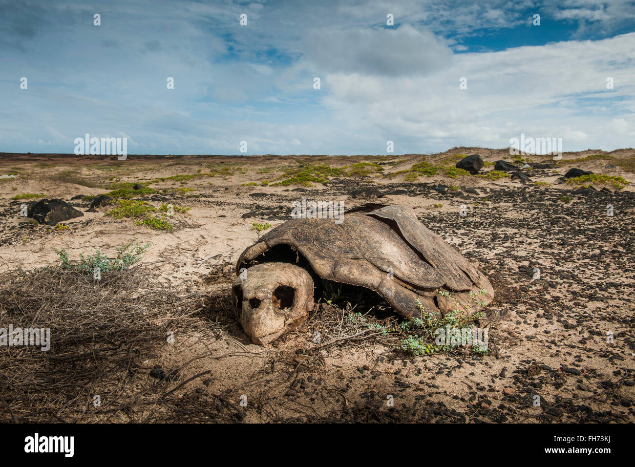 Skelett von einem Unechten Karettschildkröte (Caretta Caretta), Wilderei, Insel Sal, Kapverdische Inseln, Kap Verde Stockfoto