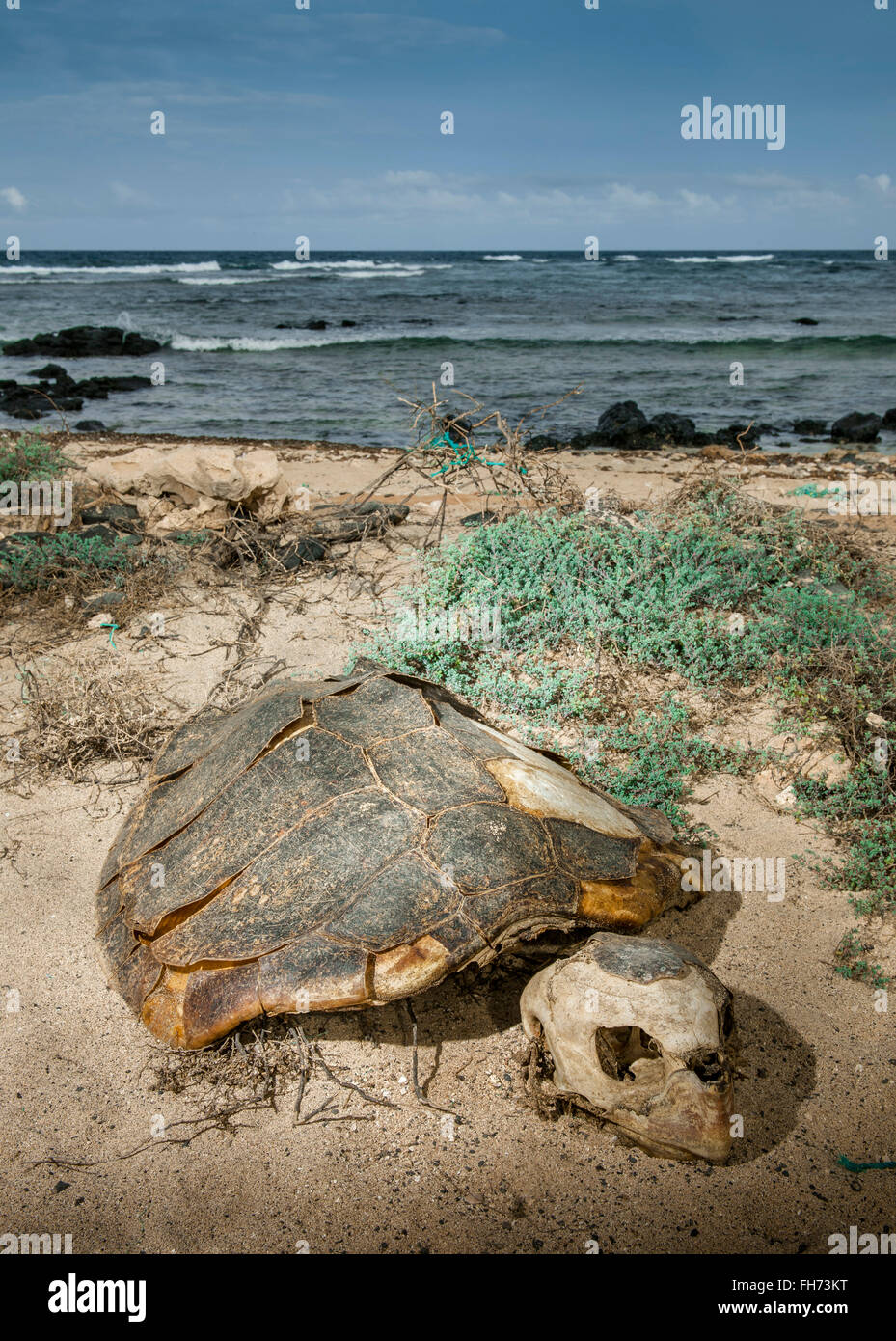 Skelett von einem Unechten Karettschildkröte (Caretta Caretta), Wilderei, Insel Sal, Kapverdische Inseln, Kap Verde Stockfoto