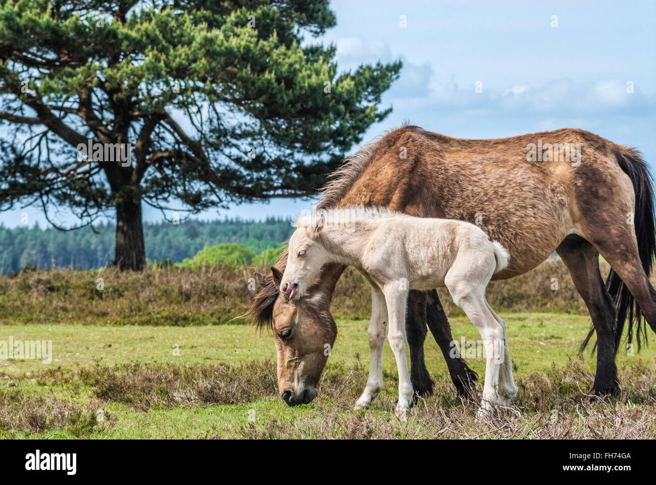 Half Wild New Forest Pony Mare mit ihrem Fohlen im New Forest Wildlife Park in der Nähe von Lyndhurst, Südostengland Stockfoto