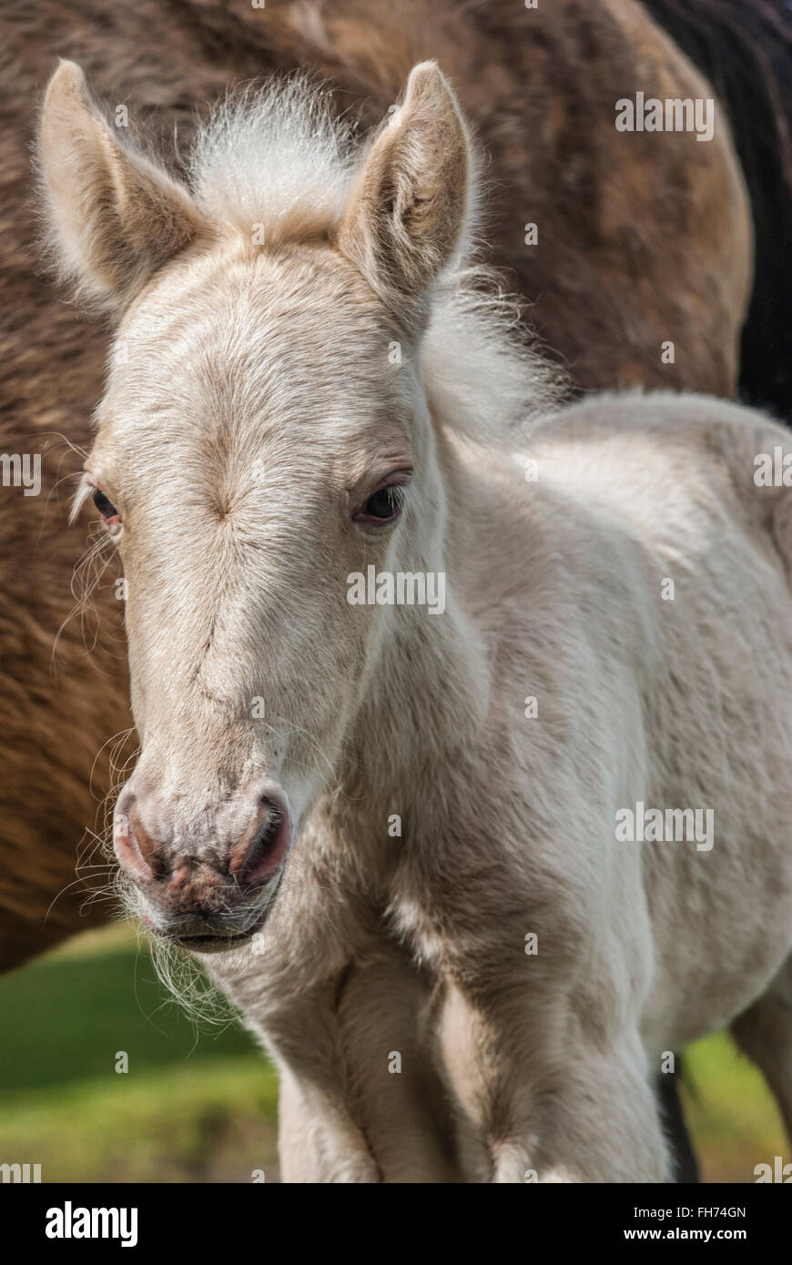 Wild New Forest Fohlen im New Forest Wildlife Park in der Nähe von Lyndhurst, Südostengland Stockfoto