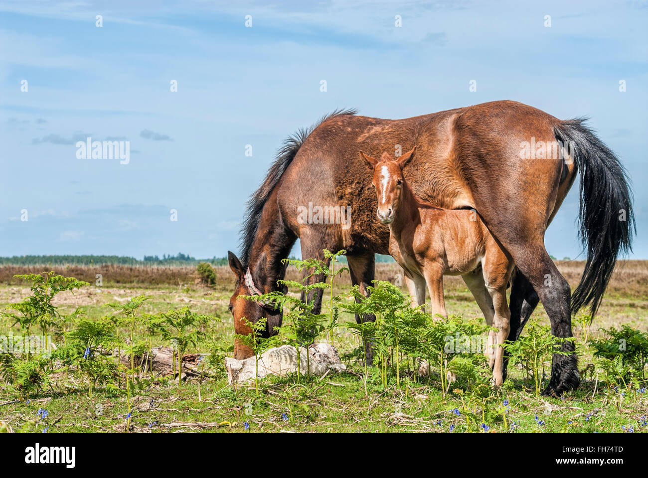 Half Wild New Forest Pony Mare mit ihrem Fohlen im New Forest Wildlife Park in der Nähe von Lyndhurst, Südostengland Stockfoto