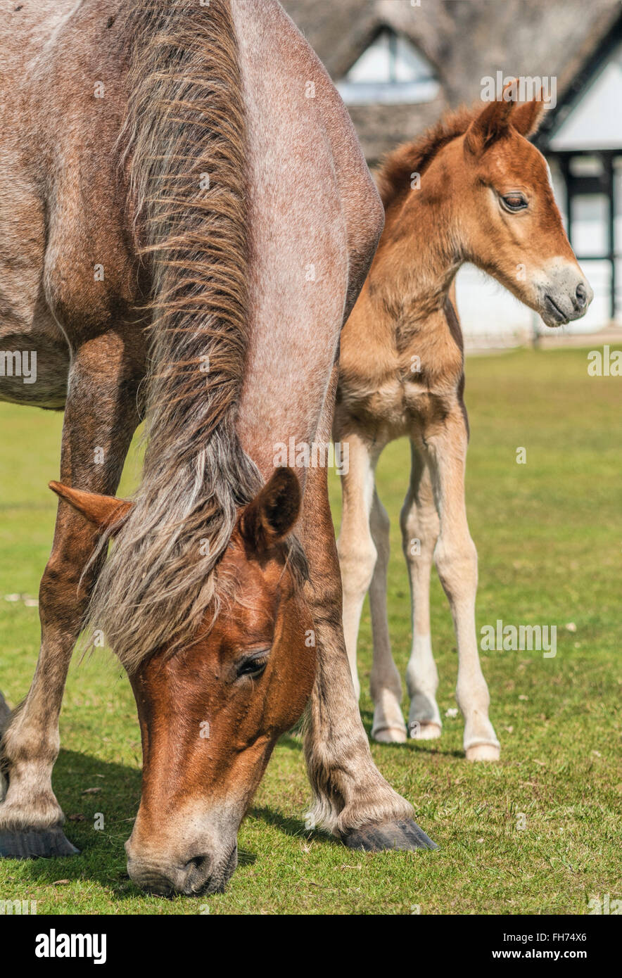 Half Wild New Forest Pony Mare mit ihrem Fohlen im New Forest Wildlife Park in der Nähe von Lyndhurst, Südostengland Stockfoto