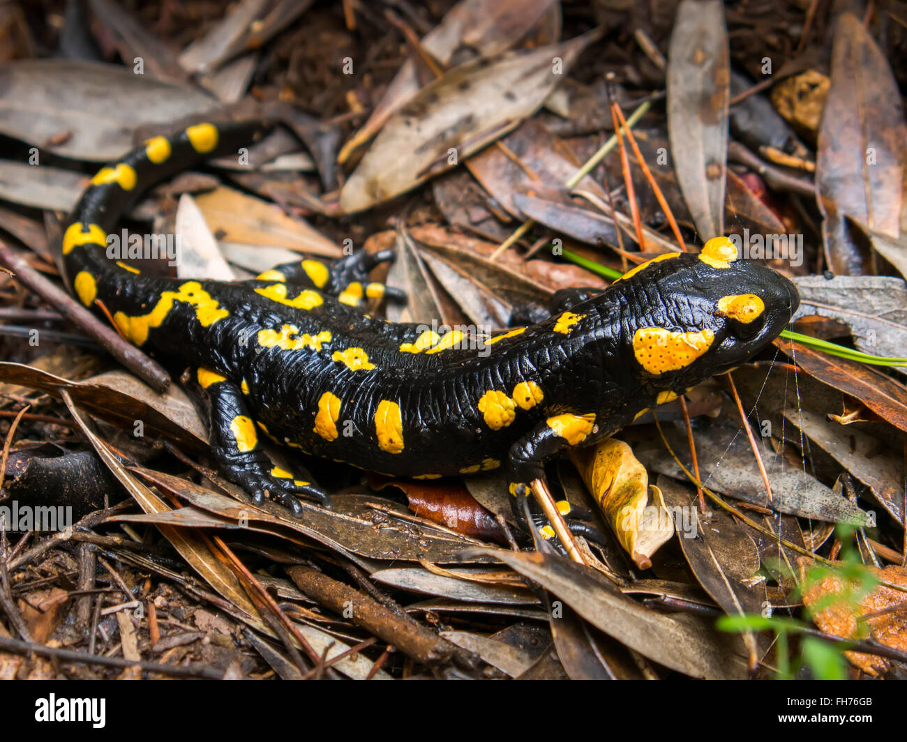 Feuer Salamander Pleurodeles Waltl Sierra Blanca Wald in der Nähe von Refugio Juanar Ojen, Provinz Malaga Costa del Sol Andalusia Stockfoto