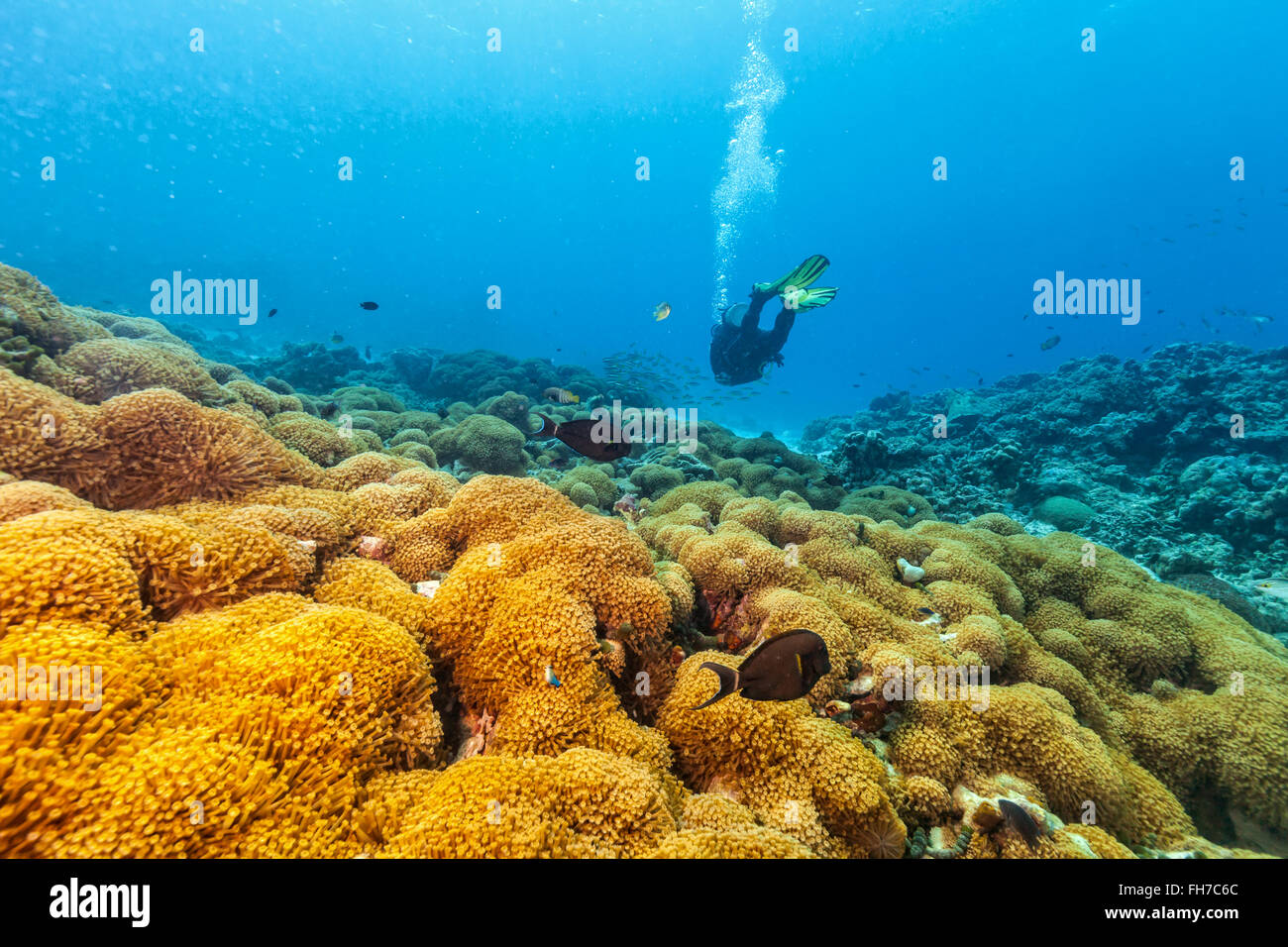 Taucher unter Wasser untersuchen Korallen Stockfoto