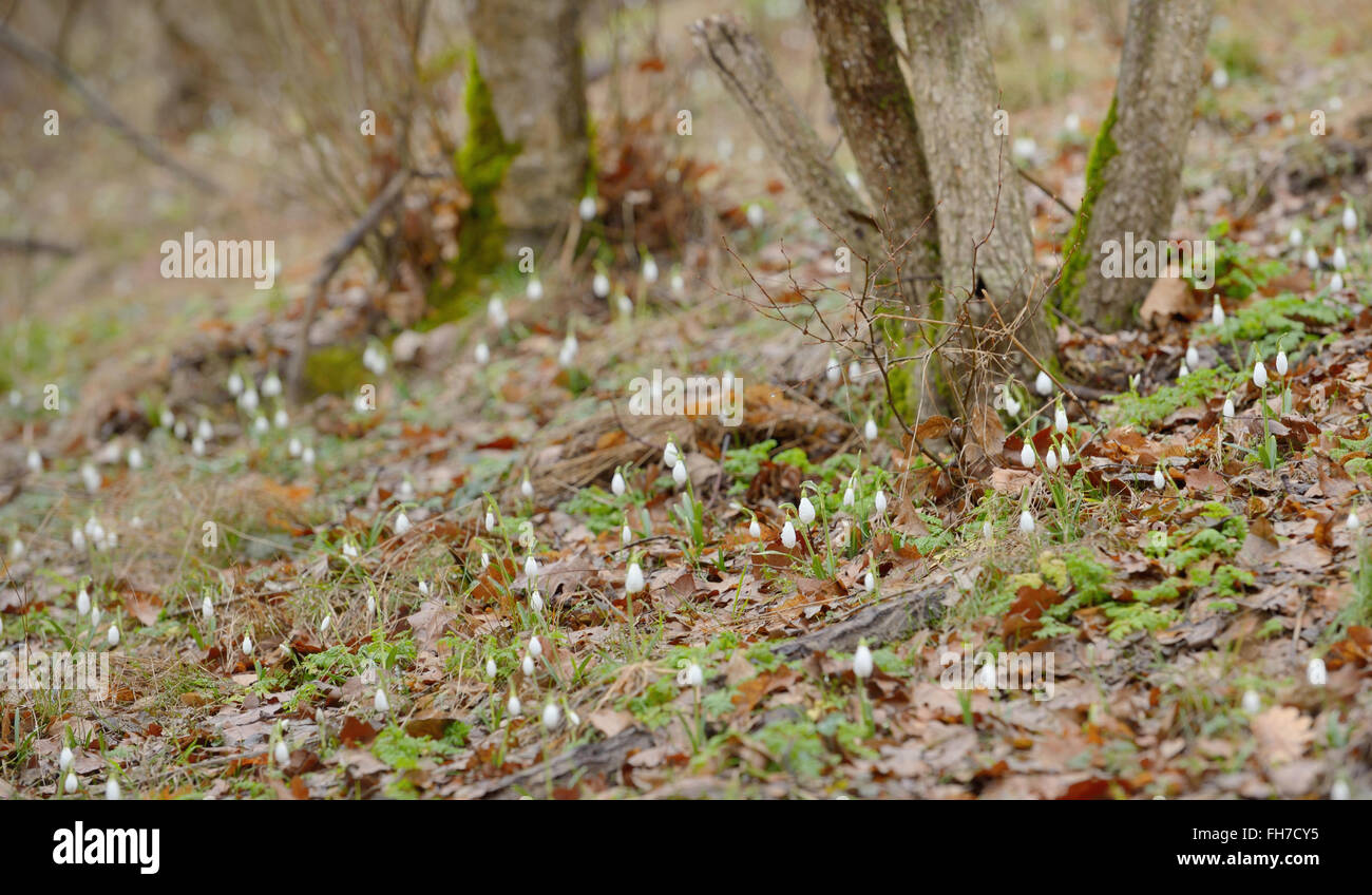 Wald und Schneeglöckchen Blüten im Frühling Stockfoto