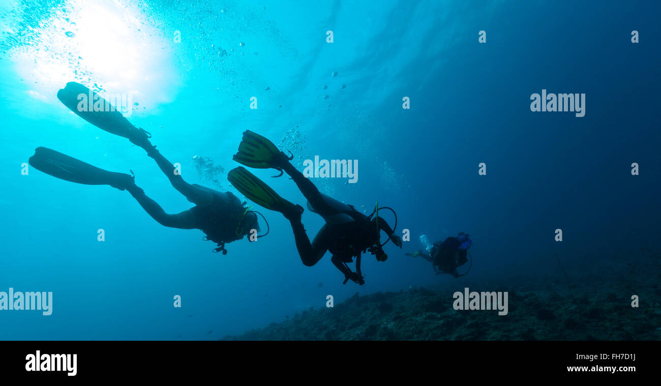 Gruppe von Tauchern unter Wasser Stockfoto