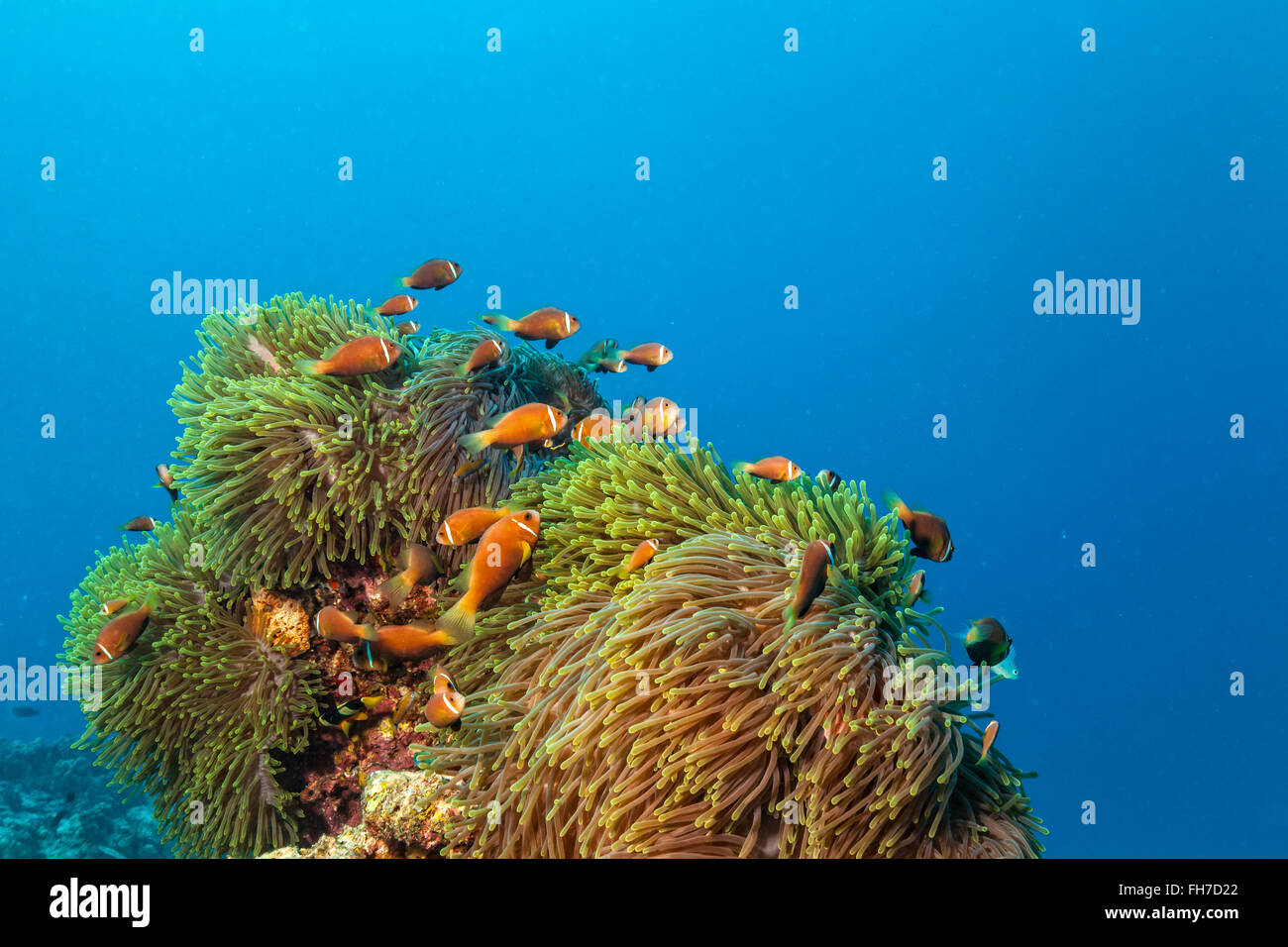 Nemo Fisch mit Host Anemone, Clown Anemonenfischen Stockfoto