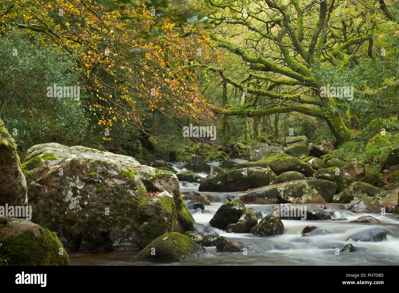 Dewerstone Wood im Herbst, Dartmoor National Park, Devon, England. Stockfoto