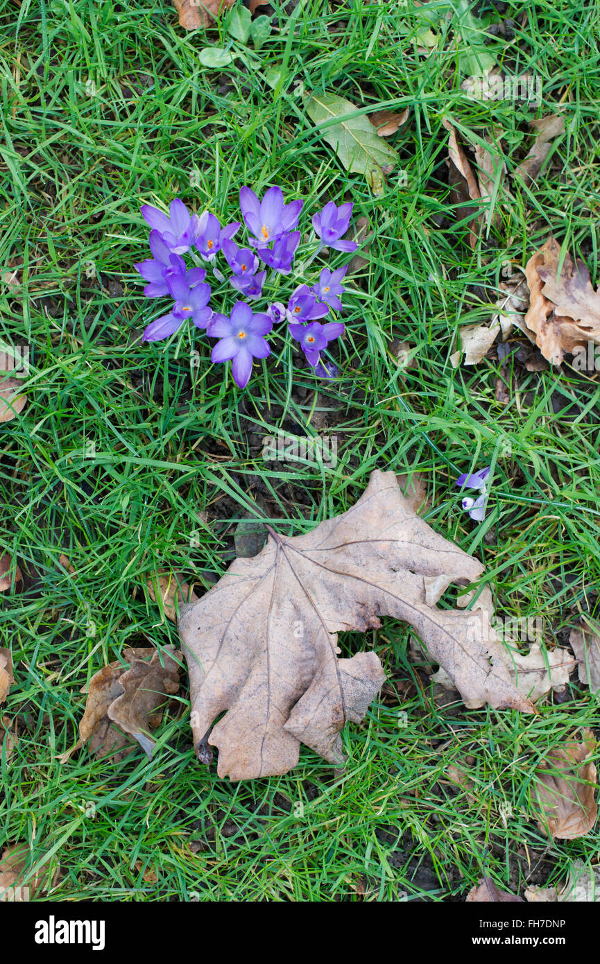 Frühling Krokusse und gefallenen Winter Blätter Stockfoto