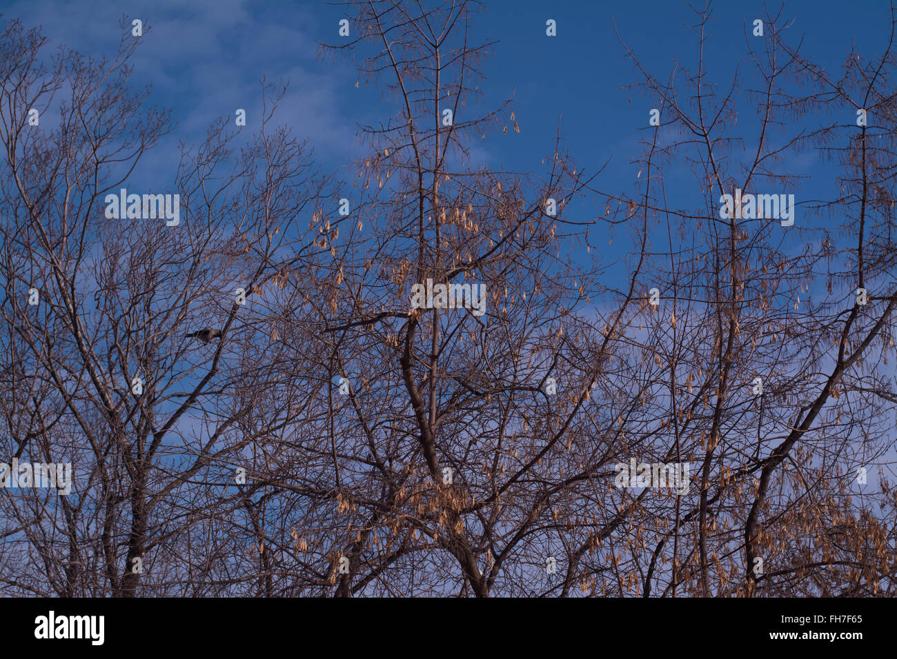 Silhouette Ast Baum am blauen Himmel Stockfoto
