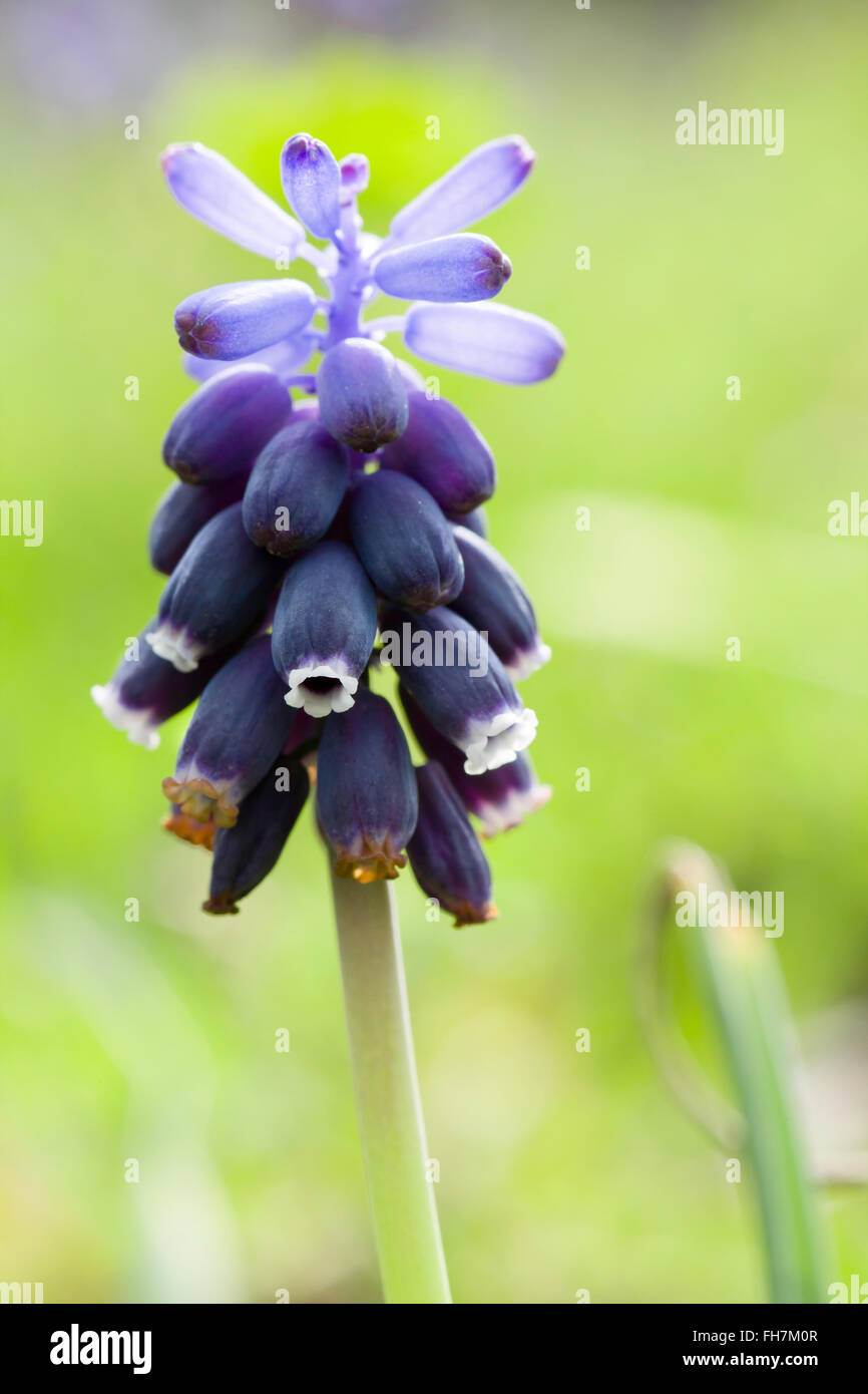 Grape Hyacinth schließen auf ein Feld Stockfoto