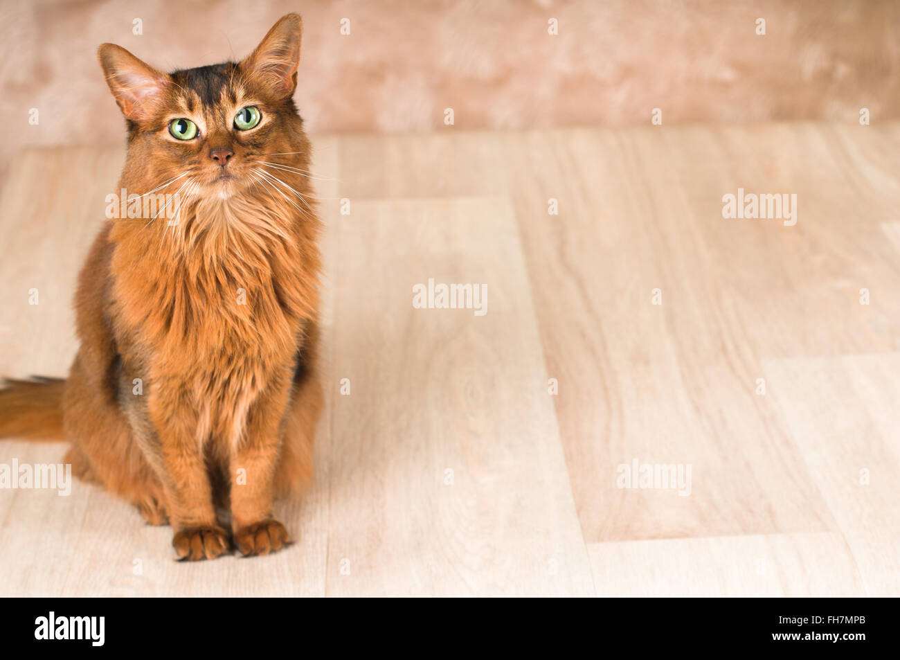 Mops sandige Farbe Portrait isoliert auf weiss Stockfoto