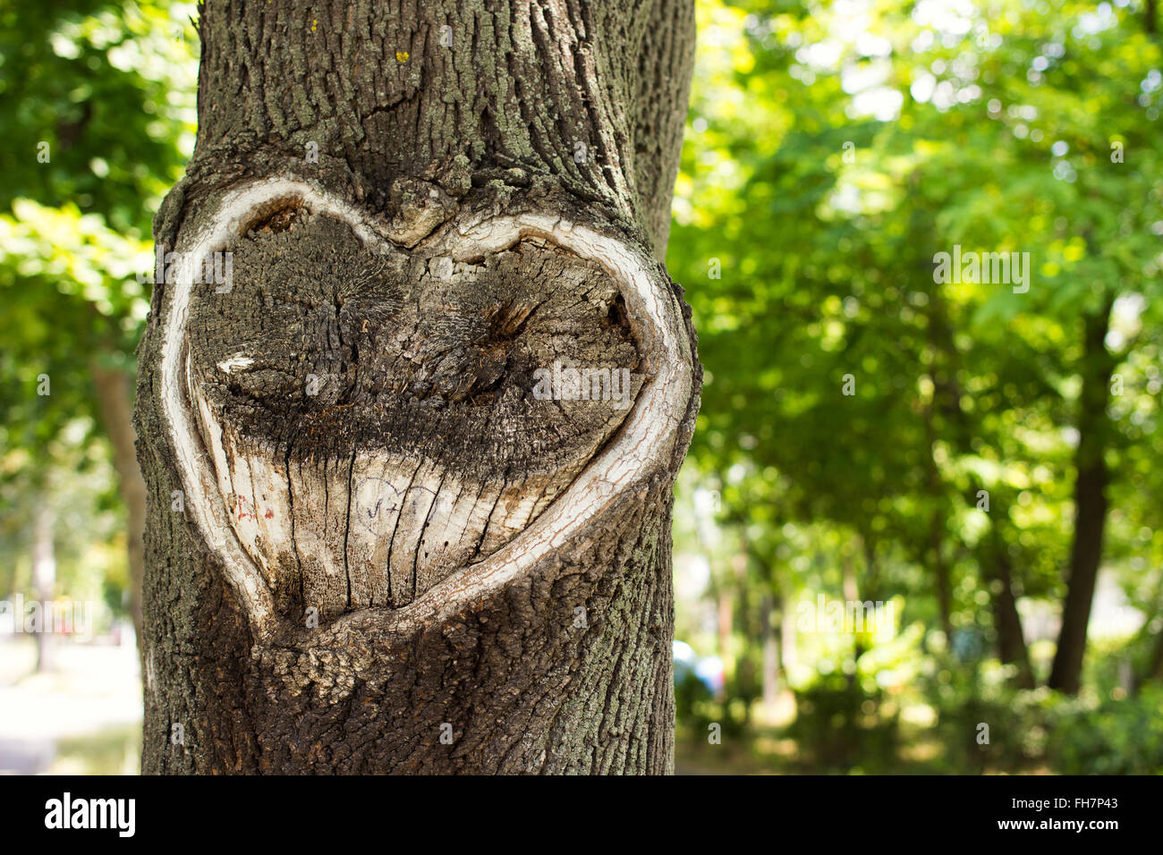 Herz in der Rinde eines Baumes. Baum mit Herzform. Herz aus Holz geschnitten Textur Stockfoto