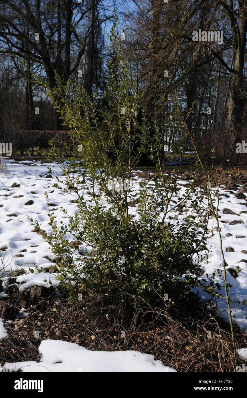 Holly osmanthus Stockfoto