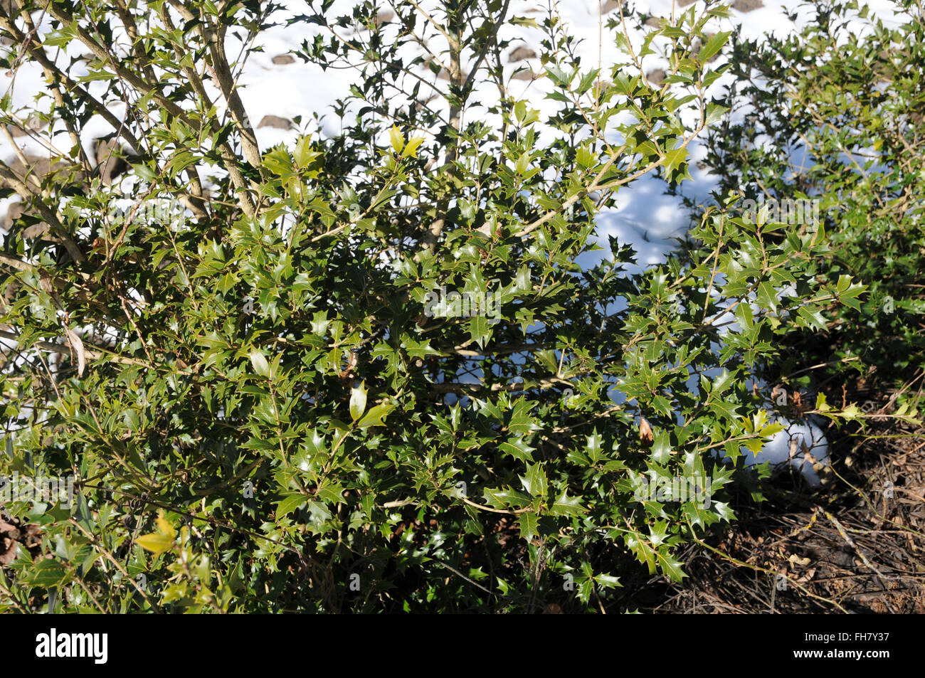 Holly osmanthus Stockfoto