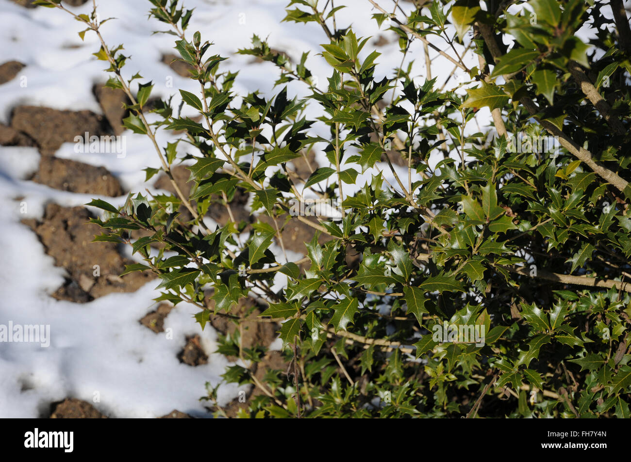 Holly osmanthus Stockfoto