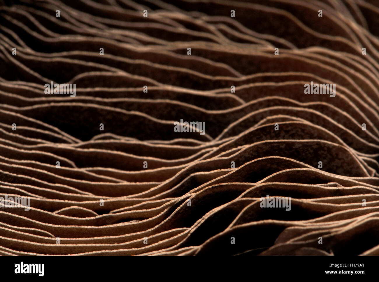 Unterseite des Grossfeld Pilz zeigt Kiemen - abstraktes Muster Stockfoto