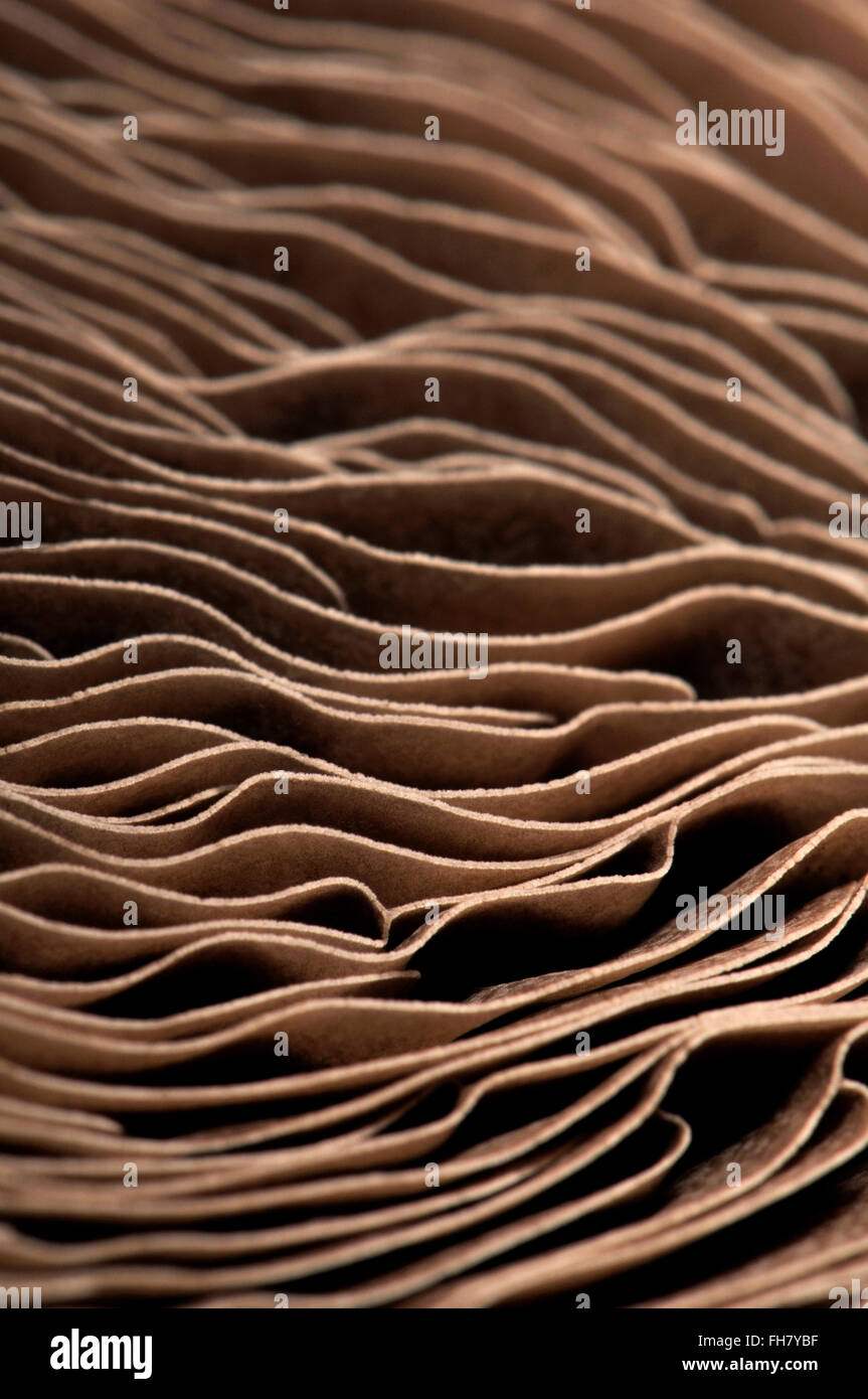 Unterseite des Grossfeld Pilz zeigt Kiemen - abstraktes Muster Stockfoto