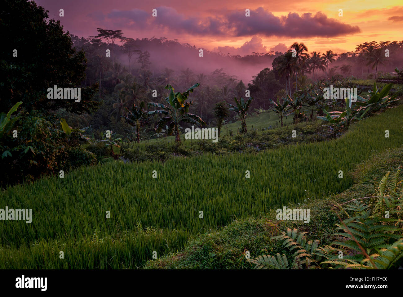 Farbenfrohe Sonnenuntergang über indonesischen Regenwald, Java, Indonesien Stockfoto