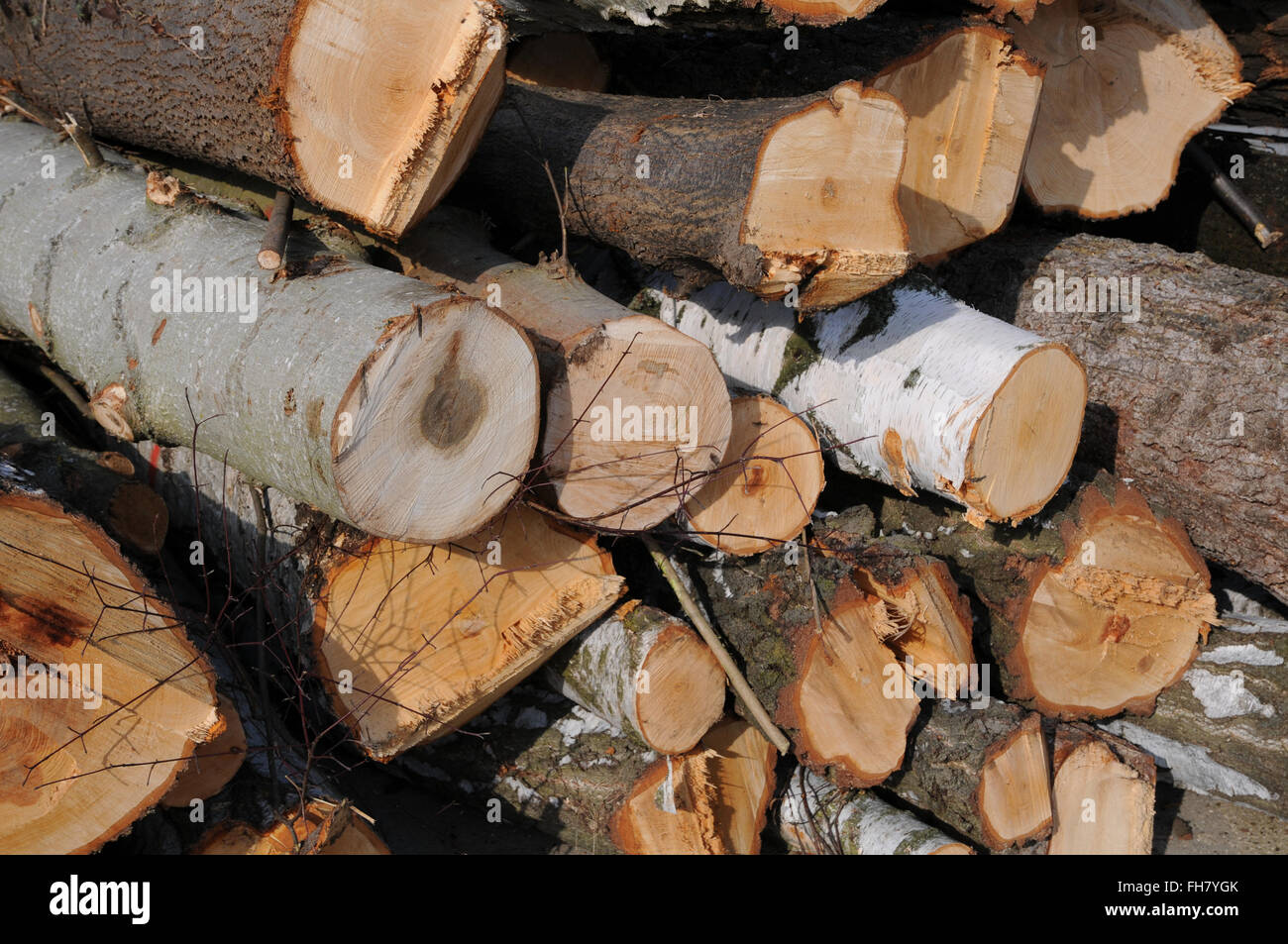Rund um Holz felled Bäume Stockfoto