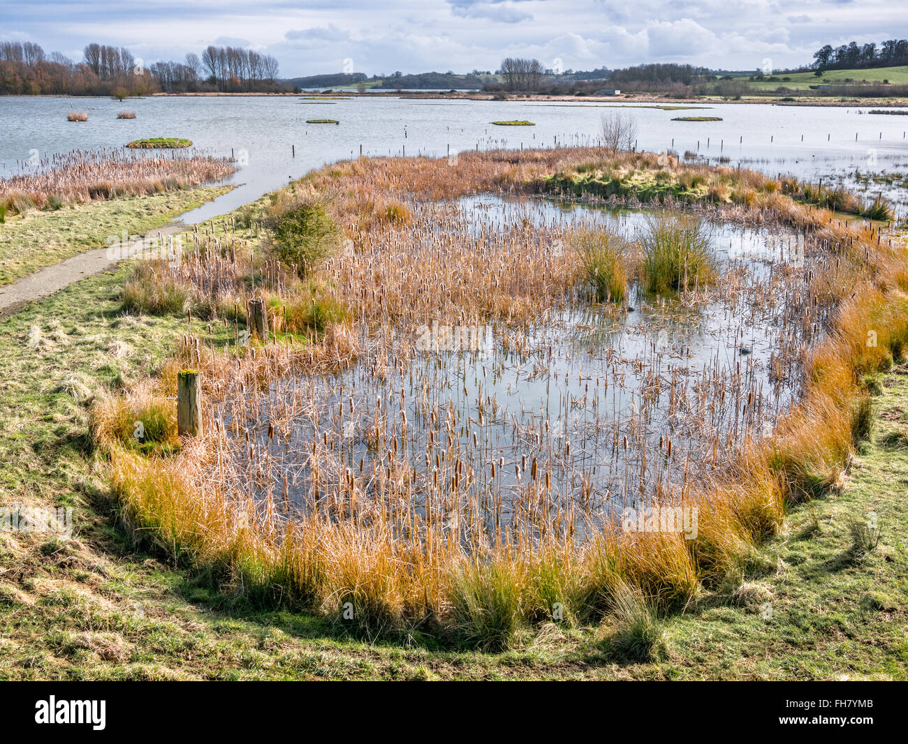 Röhricht auf sumpfigen Boden bei Rutland Water Nature reserve Stockfoto
