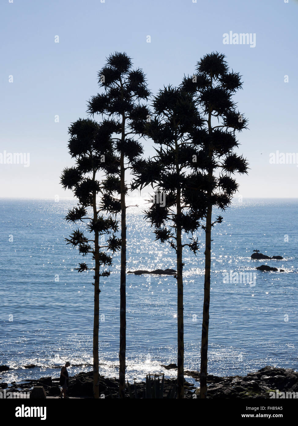 Pita Agave Americana und blau beruhigen Wasser, Mittelmeer, Malaga Provinz Costa del Sol Andalusien Südspanien Stockfoto