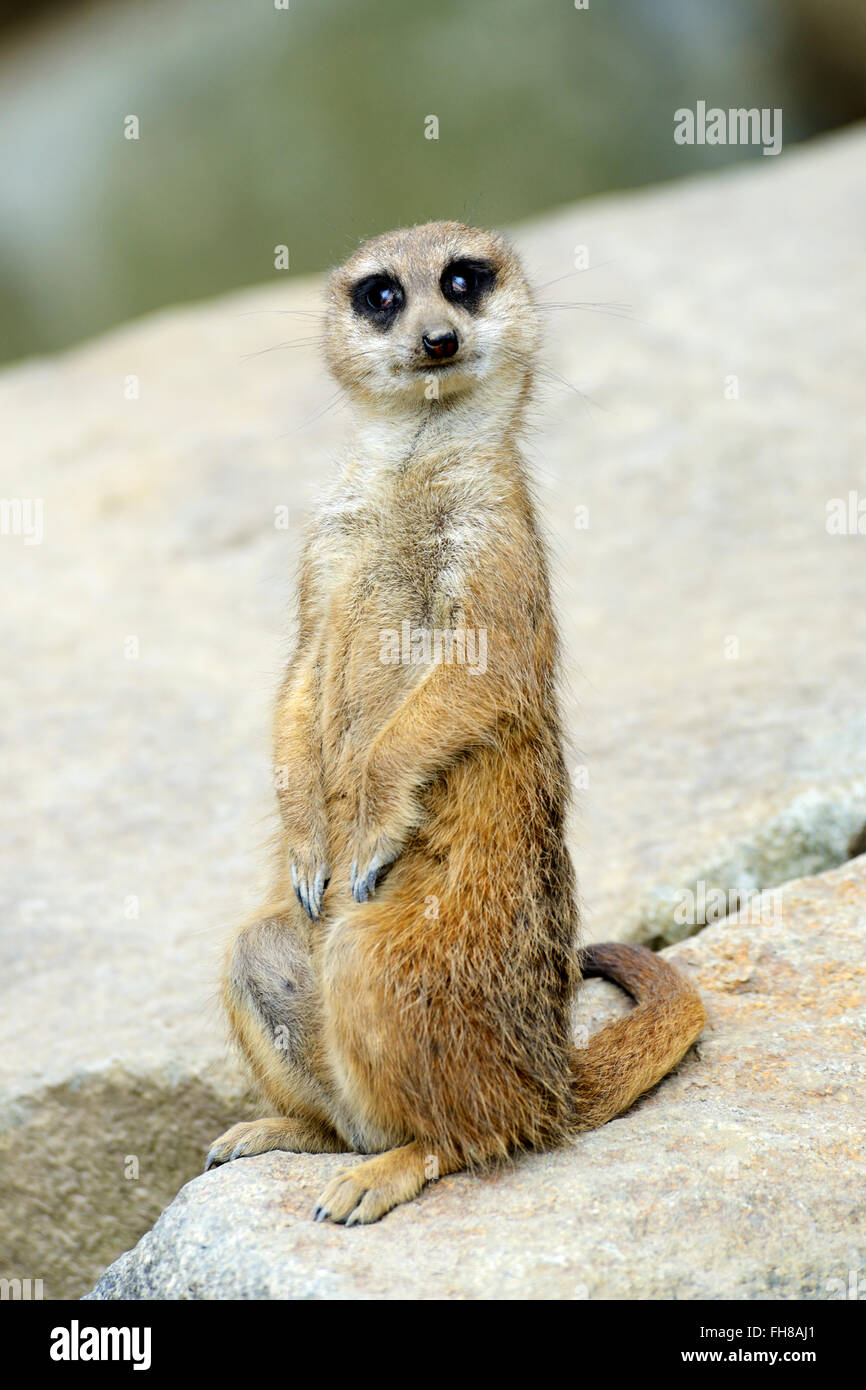 Erdmännchen (Suricata Suricatta) in Edinburgh Zoo, Scotland, UK Stockfoto