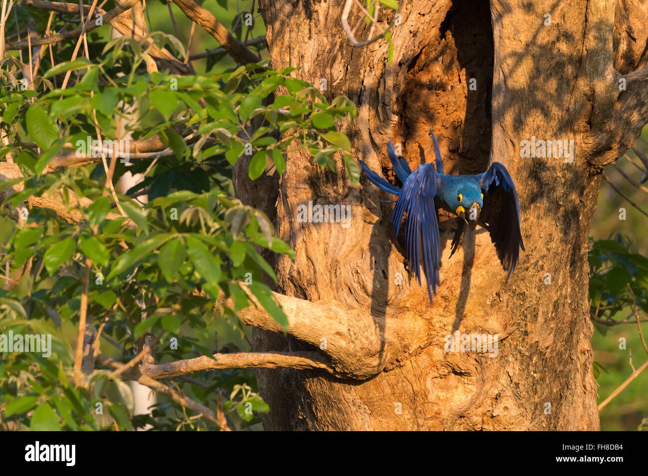 Hyazinth-Ara (Anodorhynchus Hyacinthinus) fliegen aus dem Baum Nest, Pantanal, Mato Grosso, Brasilien Stockfoto