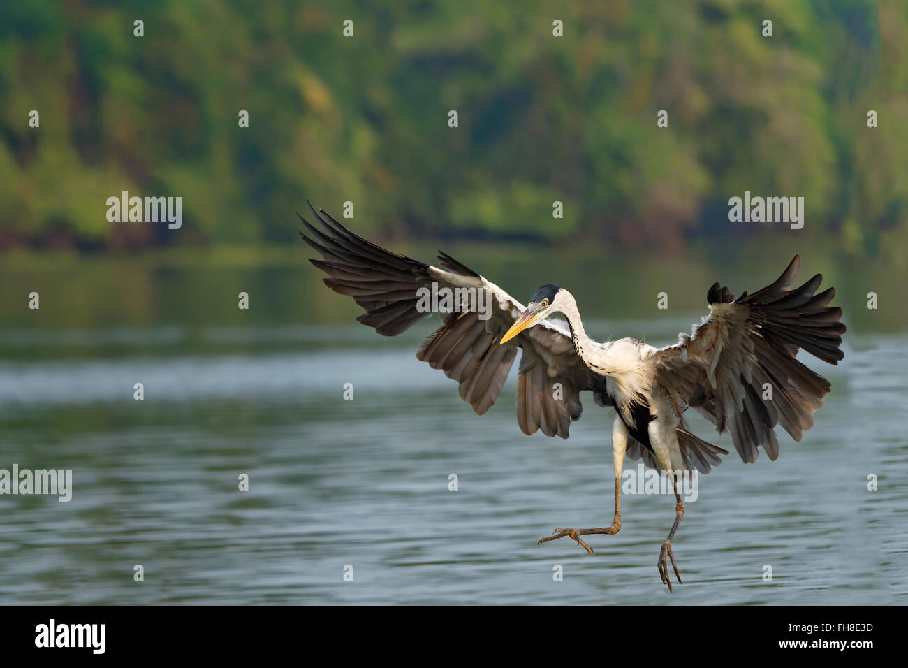 Weiß-Necked Heron oder Cocoi Heron (Ardea Cocoi) Angeln, Pantanal, Mato Grosso, Brasilien Stockfoto