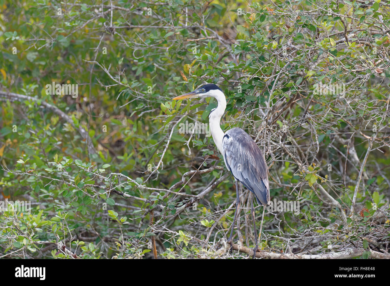 Weiß-Necked Heron oder Cocoi Heron (Ardea Cocoi), Pantanal, Mato Grosso, Brasilien Stockfoto