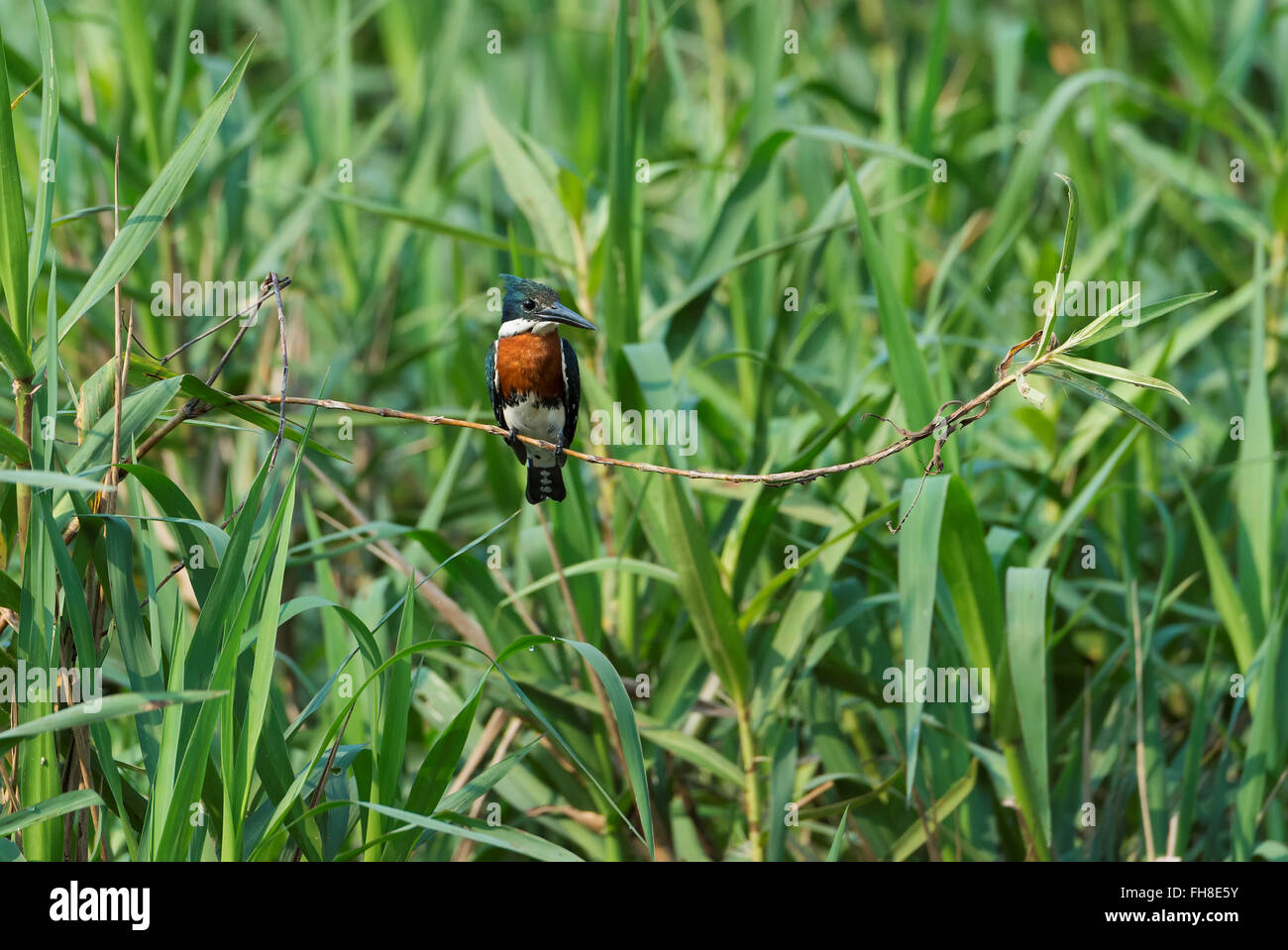Grüne Kingfisher (Chloroceryle Americana), Pantanal, Mato Grosso, Brasilien Stockfoto