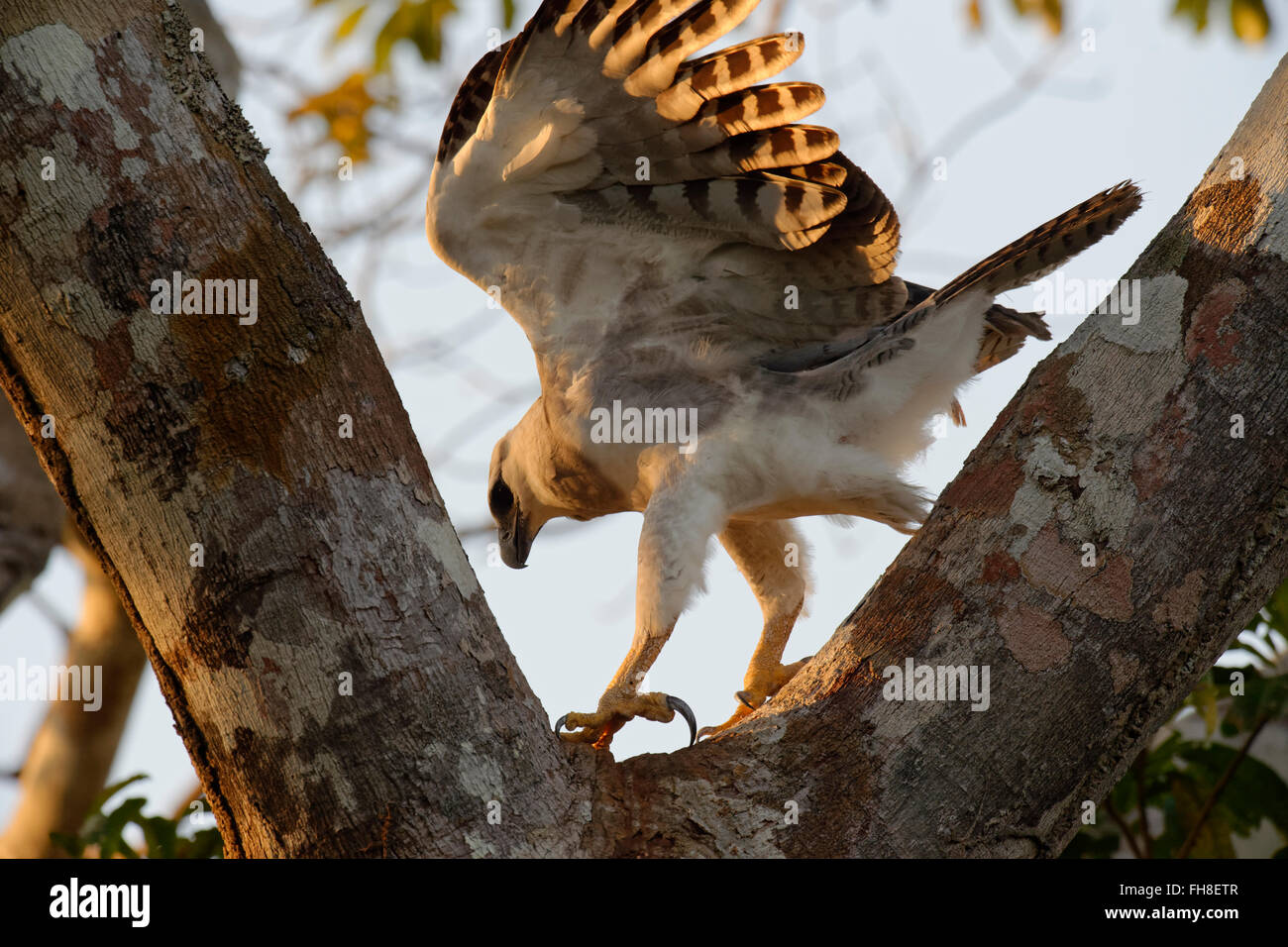 Unreife Harpyie (Harpia Harpyia) im Alter von 15 Monaten, Amazonas, Brasilien Stockfoto