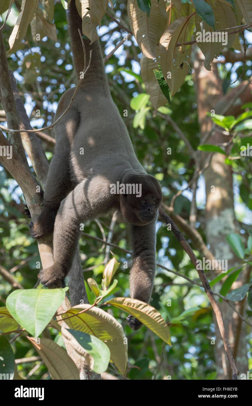 Braun wollig Affe auch bekannt als gemeinsame wollige Affen oder Humboldts wollige Affen (Lagothrix Lagotricha) Brasilien Stockfoto