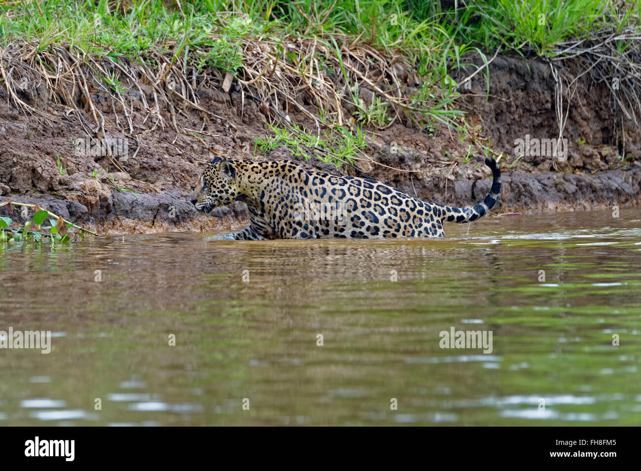 Jaguar (Panthera Onca) im Wasser, Cuiaba Fluss, Pantanal, Mato Grosso, Brasilien Stockfoto
